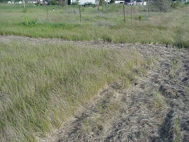 An overgrown field with lanes tilled into it, leaving tracks of brown dirt and green weeds